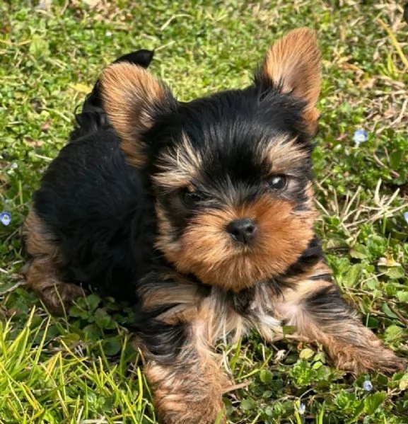 Regalo Abbiamo avere amorevole Yorkie cuccioli per l'Adozione Abbiamo avere Yorkie amorevole per l'A