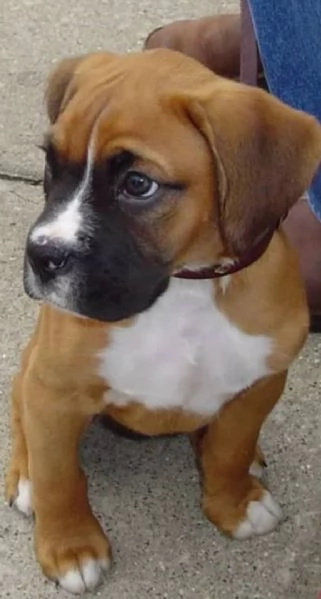 Regalo Cuccioli Boxer cuccioli boxer maschio e femmina disponibile