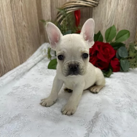 Regalo Cuccioli di Cane a Bulldog Francese Splendidi cuccioli di Bulldog Francese ad appassionati de