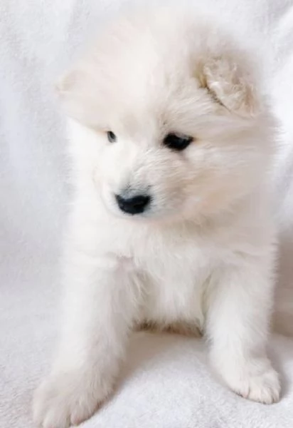 Regalo cuccioli Siberian Husky Maschio e Femmina Abbiamo disponibili cuccioli di Siberian Husky Masc