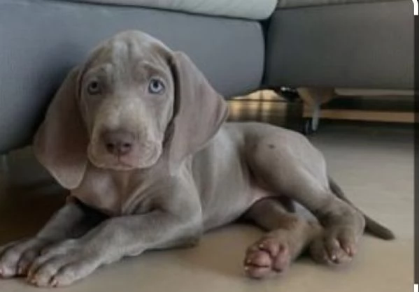 Regalo adorabili cuccioli Alano femminucce e maschietti gratuita i cuccioli sono vaccinati sverminat