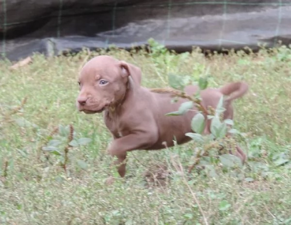 Regalo adorabili cuccioli bassotto femminucce e maschietti gratuita i cuccioli sono vaccinati svermi