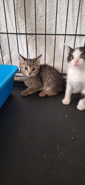 Harlock: tigratino cerca casa | Foto 2