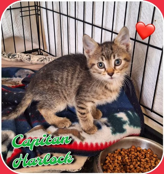 Harlock: tigratino cerca casa