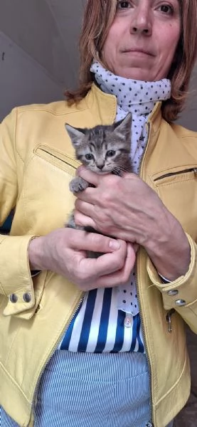 Harlock: tigratino cerca casa | Foto 1