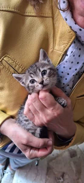 Harlock: tigratino cerca casa | Foto 0