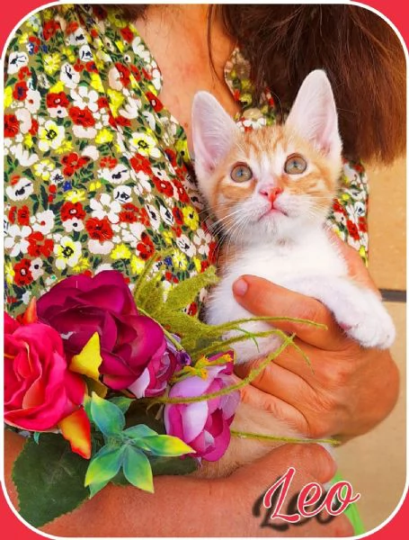 Leo: gattino dall'indole affettuosa | Foto 2