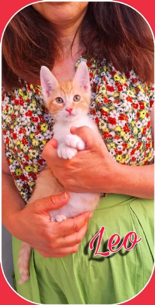 Leo: gattino dall'indole affettuosa | Foto 1