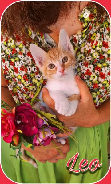Leo: gattino dall'indole affettuosa