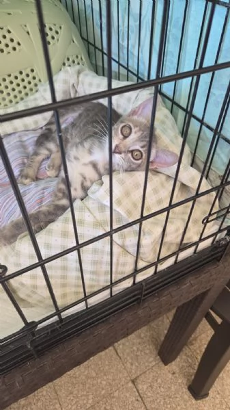 TREMOLINA: adozione del cuore | Foto 3