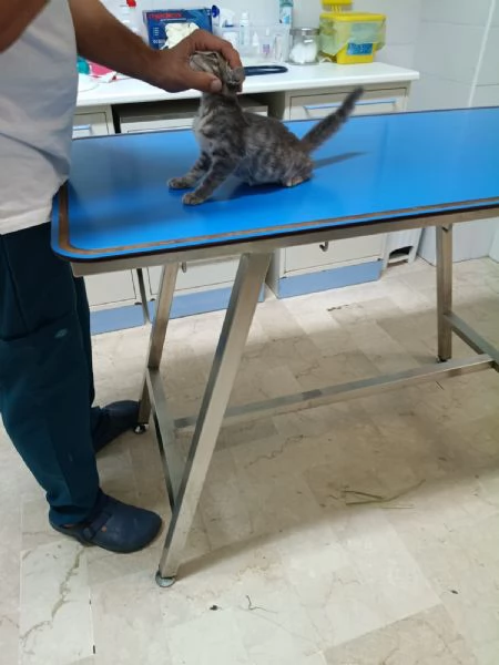 TREMOLINA: adozione del cuore | Foto 2