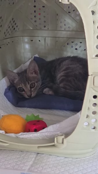 TREMOLINA: adozione del cuore | Foto 0