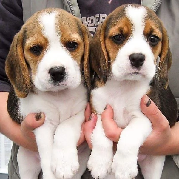 Regalo cuccioli beagle  | Foto 1