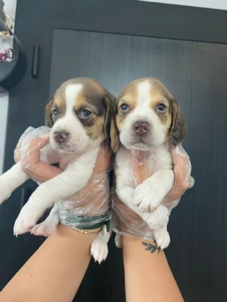 Regalo cuccioli beagle  | Foto 0