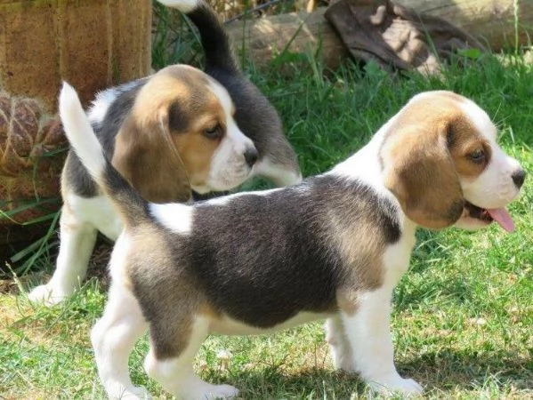 Regalo cuccioli beagle 