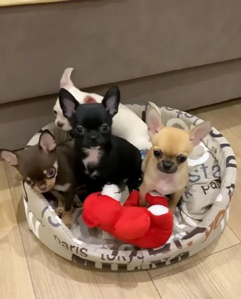 Regalo cuccioli di chihuahua 