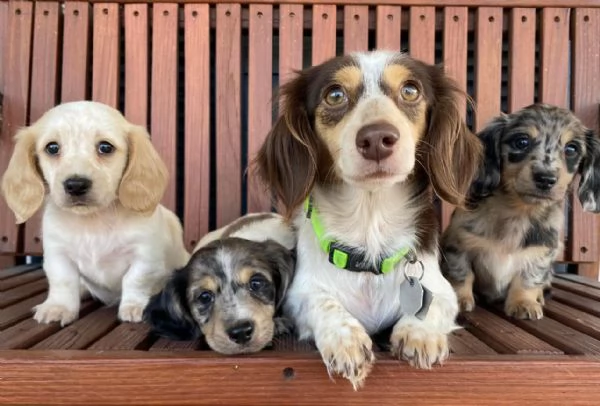 REGALO BASSOTTO  | Foto 0