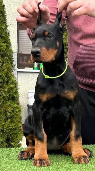 Doberman cuccioli in vendita | Foto 6