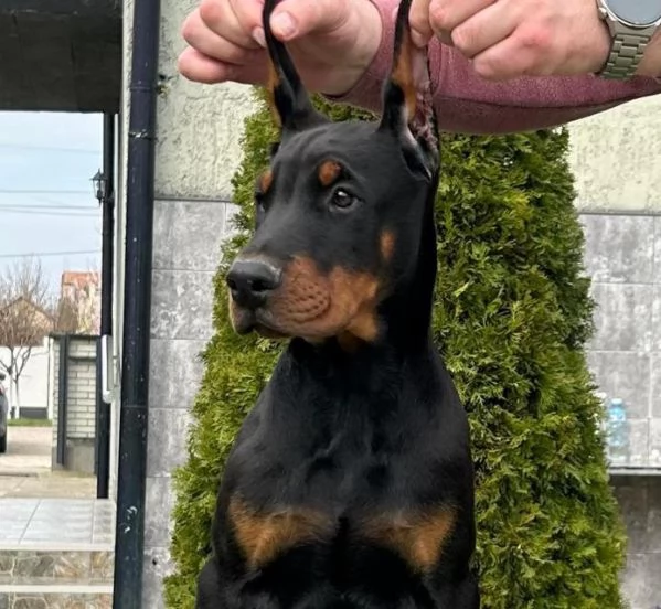 Doberman cuccioli in vendita | Foto 5