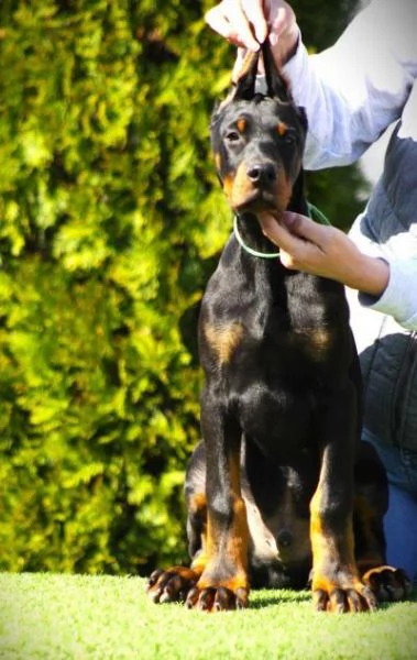 Doberman cuccioli in vendita