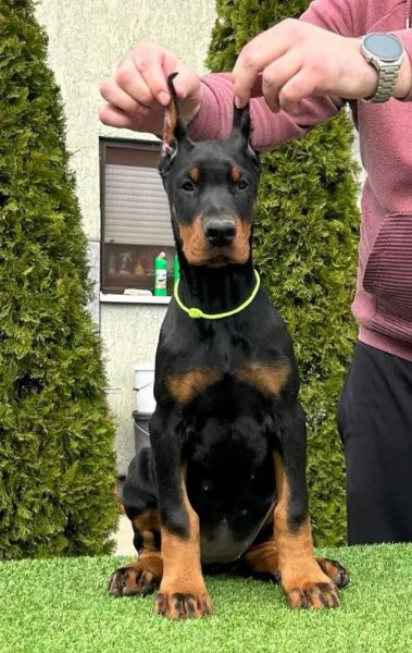 Doberman cuccioli in vendita | Foto 4