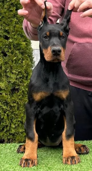 Doberman cuccioli in vendita | Foto 3
