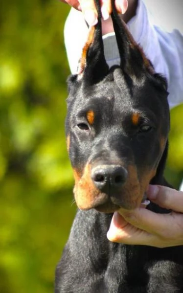 Doberman cuccioli in vendita | Foto 2