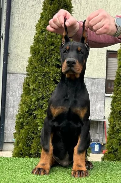 Doberman cuccioli in vendita | Foto 1