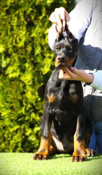 Doberman cuccioli in vendita | Foto 0