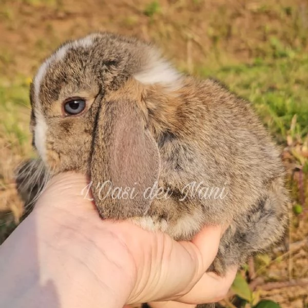 Cucciolo di coniglio di razza MiniLop | Foto 2