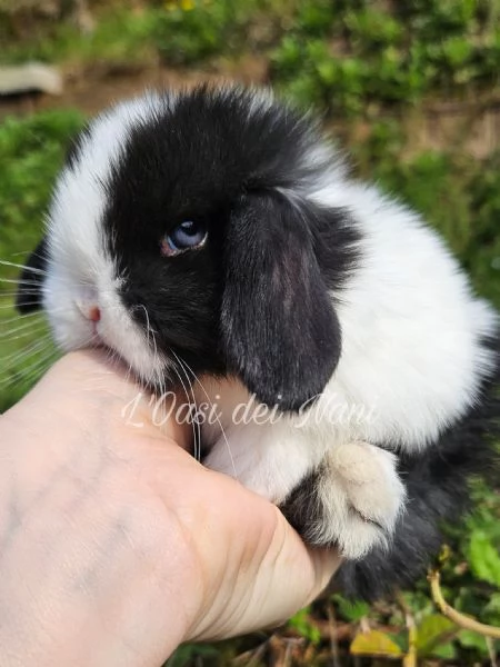 Cucciolo di coniglio di razza MiniLop