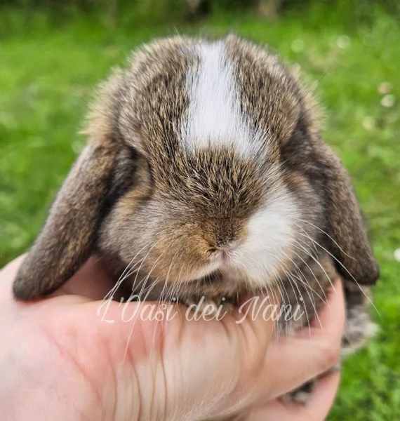 Cucciolo di coniglio di razza MiniLop | Foto 1
