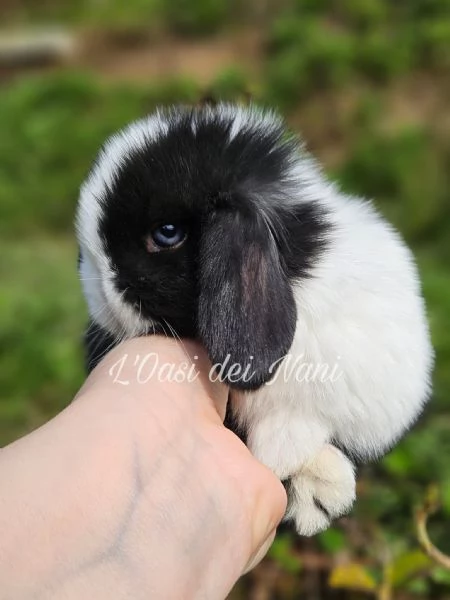 Cucciolo di coniglio di razza MiniLop | Foto 0