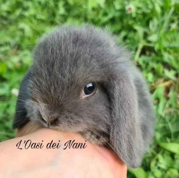 Cuccioli di coniglio di razza Ariete Nano Blu | Foto 4
