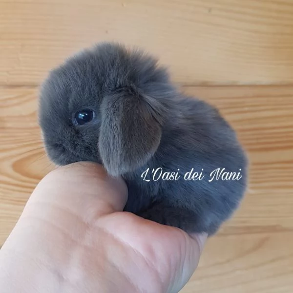 Cuccioli di coniglio di razza Ariete Nano Blu