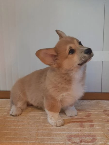 Cucciolo Welsh Corgi Pembroke 