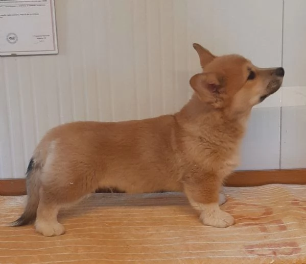 Cucciolo Welsh Corgi Pembroke  | Foto 1