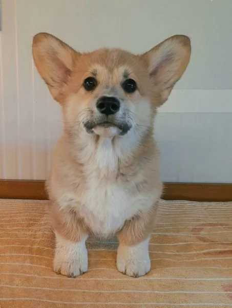 Cucciolo Welsh Corgi Pembroke  | Foto 0