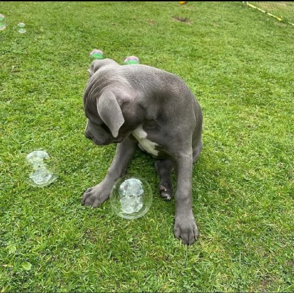 Disponibile cuccioli di Pitbull