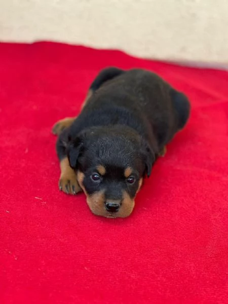 Regalo Cuccioli Rottweiler whAtsapp ([hidden]55) | Foto 0
