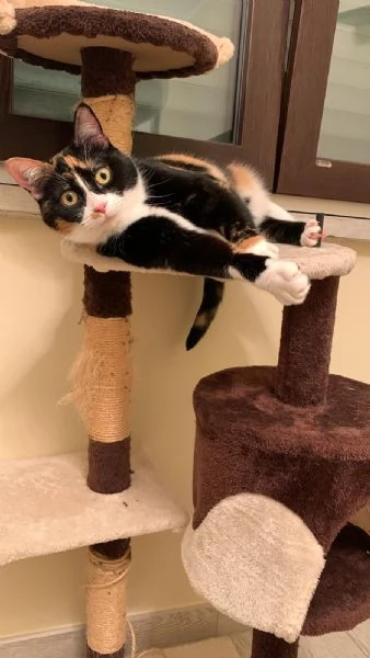 Athena, stupenda gattina tricolore cerca famiglia amorevole