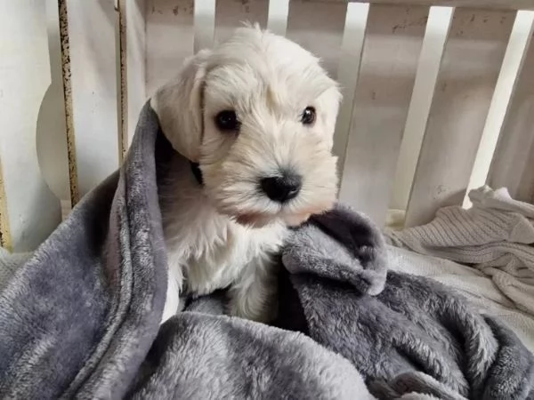 cuccioli di schnauzer nano