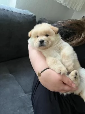 cuccioli di chow chow maschi e femmine | Foto 0
