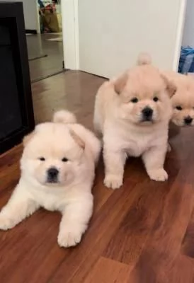 cuccioli di chow chow maschi e femmine