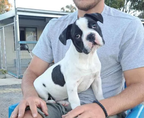 Cuccioli di Bulldog francese | Foto 4
