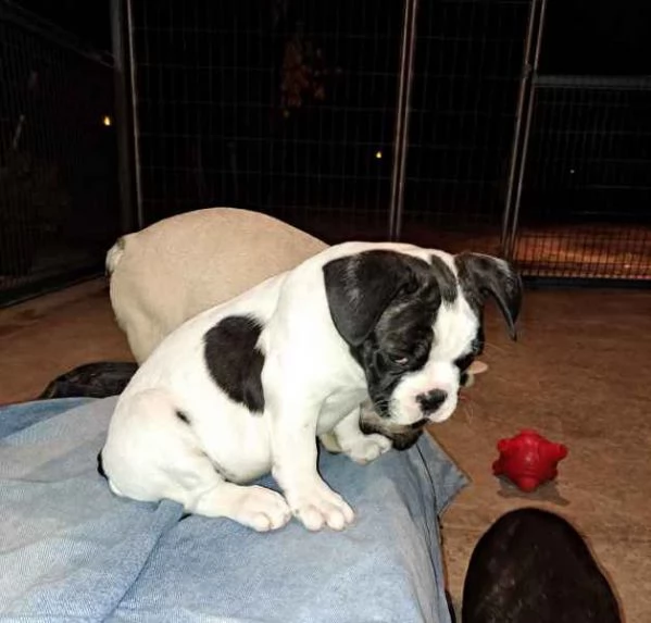 Cuccioli di Bulldog francese