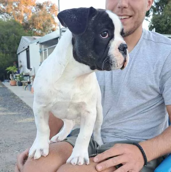 Cuccioli di Bulldog francese | Foto 3