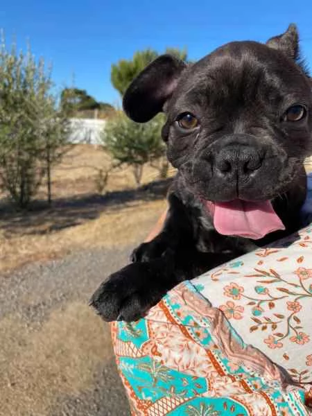 Cuccioli di Bulldog francese | Foto 2