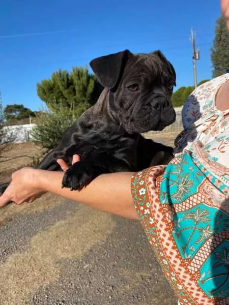 Cuccioli di Bulldog francese | Foto 1