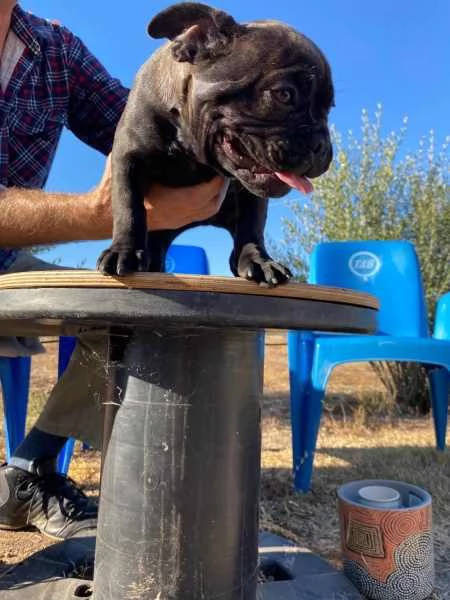 Cuccioli di Bulldog francese | Foto 0